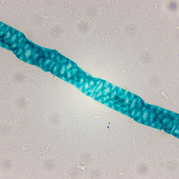 Visa information för Botanik - Alger Bild på Botanik - Alger