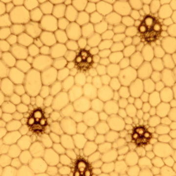 Visa information för Botanik - Fanerogamer Bild på Botanik - Fanerogamer