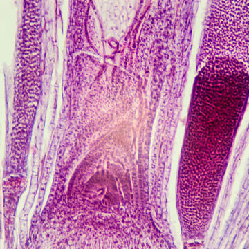 Visa information för Botanik - Mossor & Lavar Bild på Botanik - Mossor & Lavar