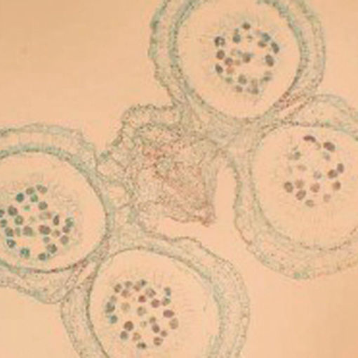 Bild på Preparatsats - Bakterier