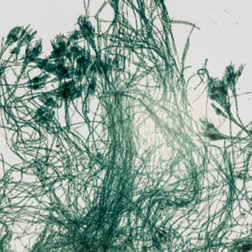 Visa information för Preparatsats - Biologi Bild på Preparatsats - Biologi