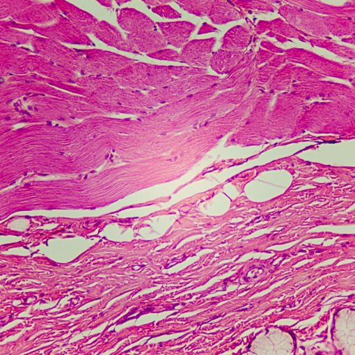 Bild på Preparatsats - Histologi