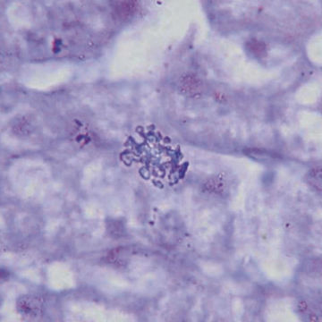 Visa information för Preparatsats - Människan Bild på Preparatsats - Människan