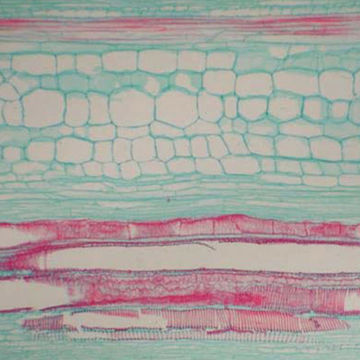 Visa information för Preparatsats - Botanik Bild på Preparatsats - Botanik
