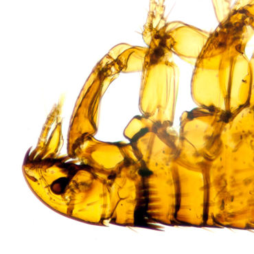 Visa produkter i kategori Preparat - enstaka Bild för kategori Preparat - enstaka