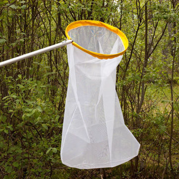 Visa information för Fjärilshåv Bild på Fjärilshåv