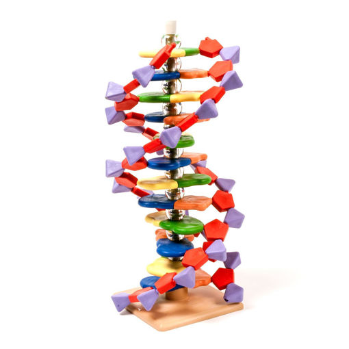 Bild på DNA modell 12 lager