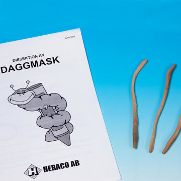 Visa information för Daggmask konserverad i alkohol /10st Bild på Daggmask konserverad i alkohol /10st