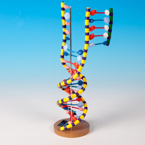 Bild på DNA/RNA-modell 1005128