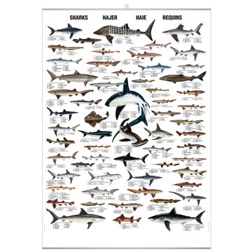 Visa information för Hajar pl. Bild på Hajar pl.