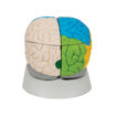 Bild på Hjärna neuroanatomisk C22 1000228