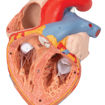 Bild på Hjärta esofagus & trakea G13 1000269
