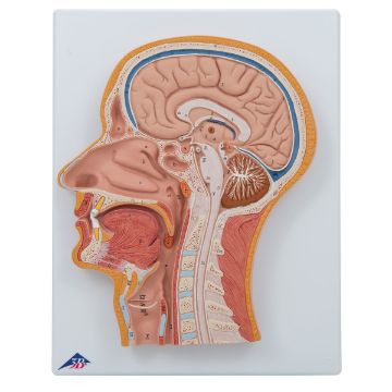 Visa information för Huvud C12 1021818 Bild på Huvud C12 1021818