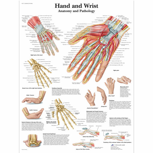 Bild på Hand och handled VR1171 1001484