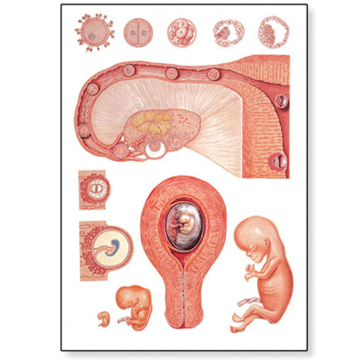 Bild på Embryologi V2066M 1001222