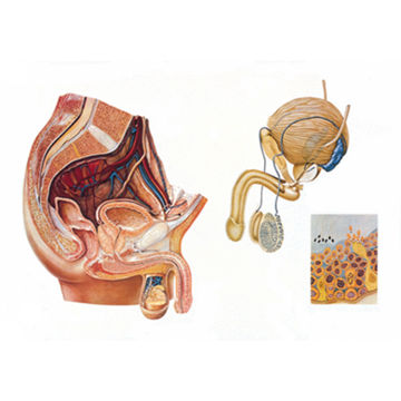 Visa information för Könsorgan manliga V2020M 1001173 Bild på Könsorgan manliga V2020M 1001173