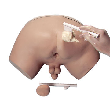 Visa information för Prostatasimulator W44014 1005594 Bild på Prostatasimulator W44014 1005594