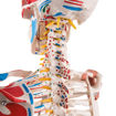 Bild på Muskel- och Ligamentskelett hängande Sam A13/1 1020177