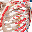 Bild på Muskel- och Ligamentskelett hängande Sam A13/1 1020177