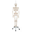 Bild på Physiologiskt skelett Phil A15/3 1020179