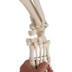 Bild på Physiologiskt skelett Phil A15/3 1020179