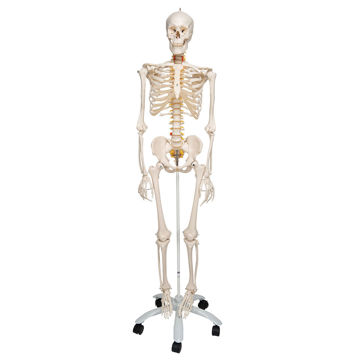 Visa information för Flexibelt skelett Fred A15 1020178 Bild på Flexibelt skelett Fred A15 1020178