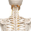 Bild på Flexibelt skelett Fred A15 1020178