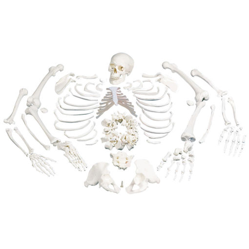 Bild på Skelettdelar komplett A05/1 1020157