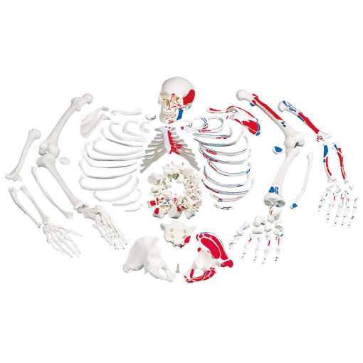 Bild på Skelettdelar muskel A05/2 1020158