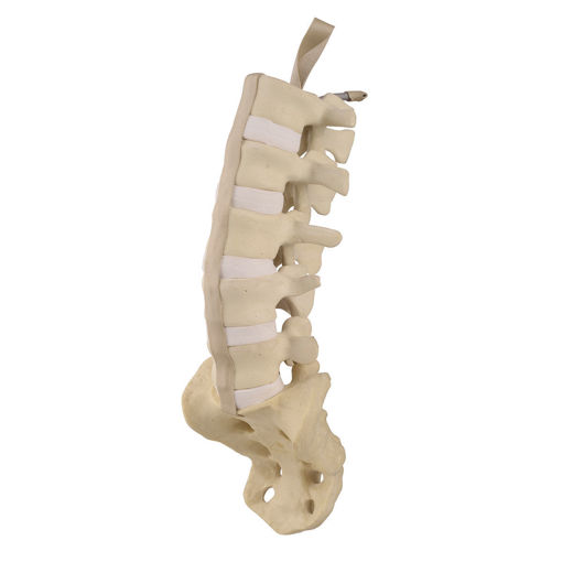 Bild på Ländryggen med korsben ORTHOBone 1019701