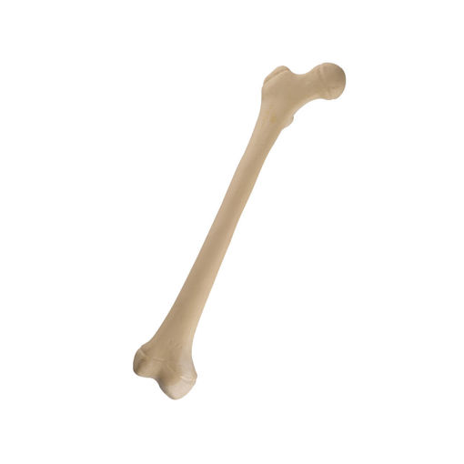 Bild på Femur höger tonåring ORTHOBone 1019702