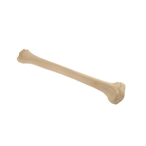 Bild på Tibia pediatrisk höger ORTHOBone 1019703
