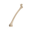Bild på Femur höger pediatrisk ORTHOBone 1019704