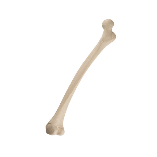 Bild på Femur höger pediatrisk ORTHOBone 1019704