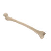 Bild på Femur höger pediatrisk ORTHOBone 1019704