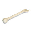 Bild på Humerus höger ORTHOBone Pre 1005121