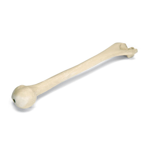 Bild på Humerus höger ORTHOBone Pre 1005121