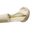 Bild på Humerus höger ORTHOBone Pre 1005121