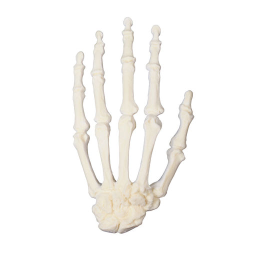 Bild på Hand ORTHOBone Pre 1018336