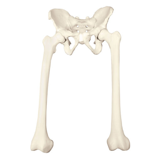 Bild på Bäckem med femur ORTHOBone Pre 1018342