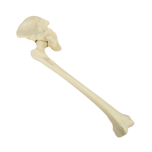 Bild på Bäckenhalva m femur vänster ORTHOBone Pre 1018344