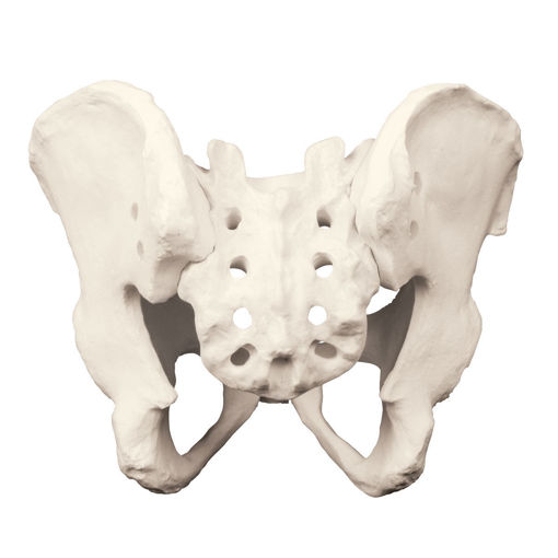 Bild på Bäcken m sacrum ORTHOBone Pre 1018096