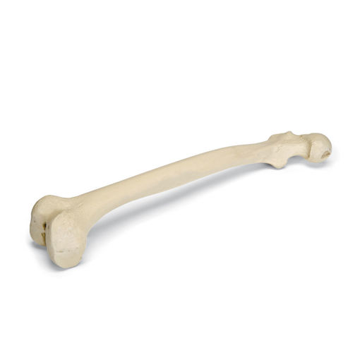 Bild på Femur höger ORTHOBone Pre 1005117