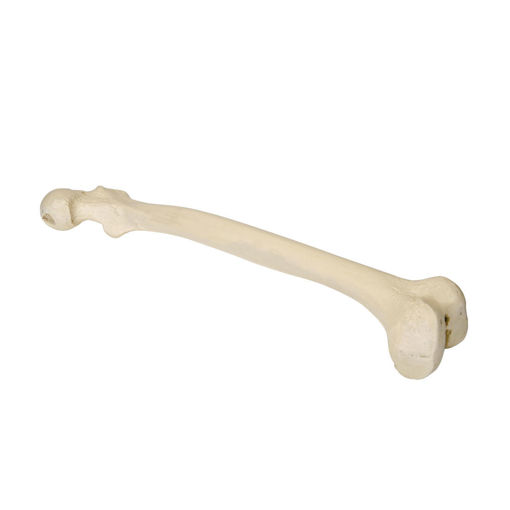 Bild på Femur vänster ORTHOBone Pre 1016668