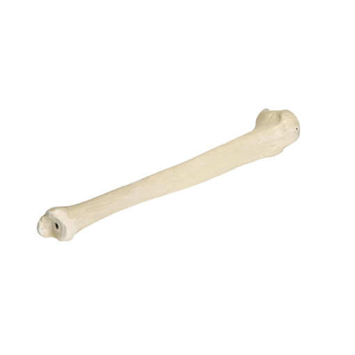 Bild på Tibia höger ORTHOBone Pre 1005118