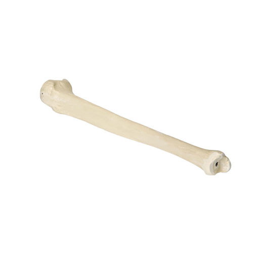 Bild på Tibia vänster ORTHOBone Pre 1016669 UTGÅTT