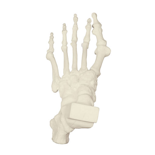 Bild på Fot med hammartå höger ORTHOBone Pre 1018339