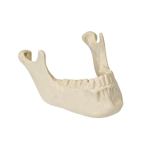 Bild på Käke med tänder ORTHOBone Pre 1005116
