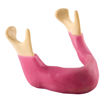 Bild på Underkäke tandlös ORTHOBone Pre 1018330