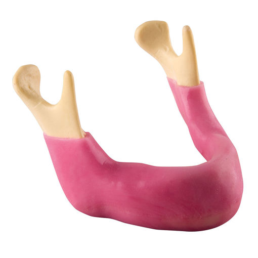 Bild på Underkäke tandlös ORTHOBone Pre 1018330
